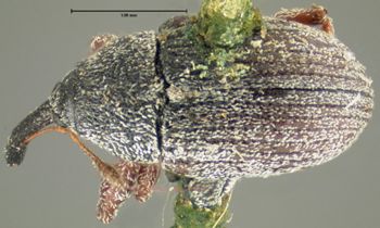 Media type: image;   Entomology 1966 Aspect: habitus dorsal view